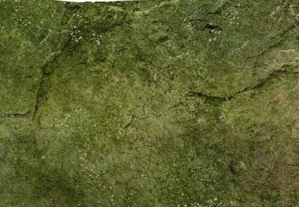 Neoprene Mat Woodland 4x6'-PWork Wargames-Radaddel