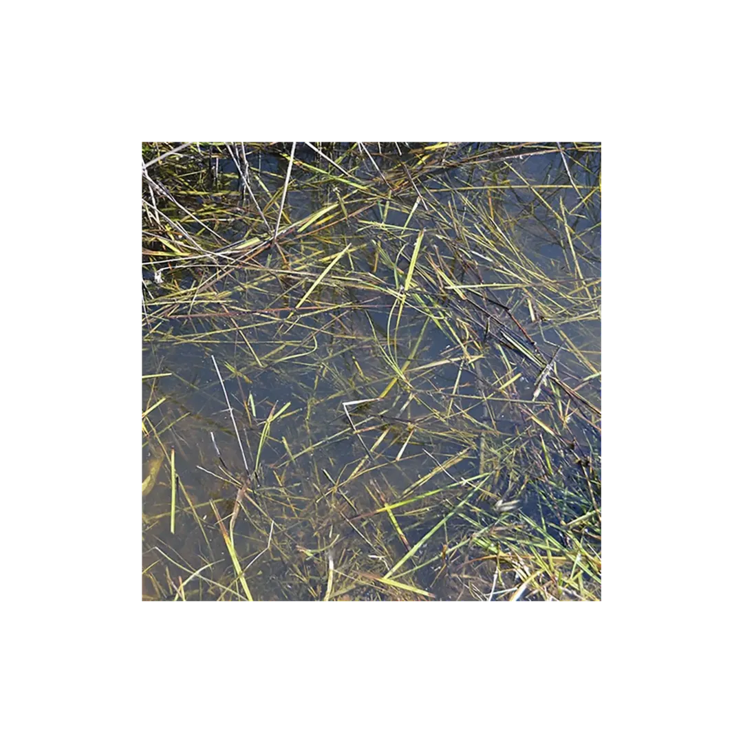 Still Water - 250ml (Acryl)-AK-Interactive-Radaddel