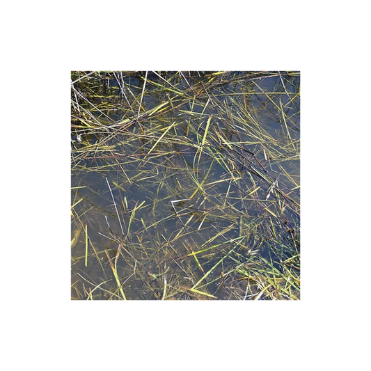 Still Water - 250ml (Acryl)-AK-Interactive-Radaddel