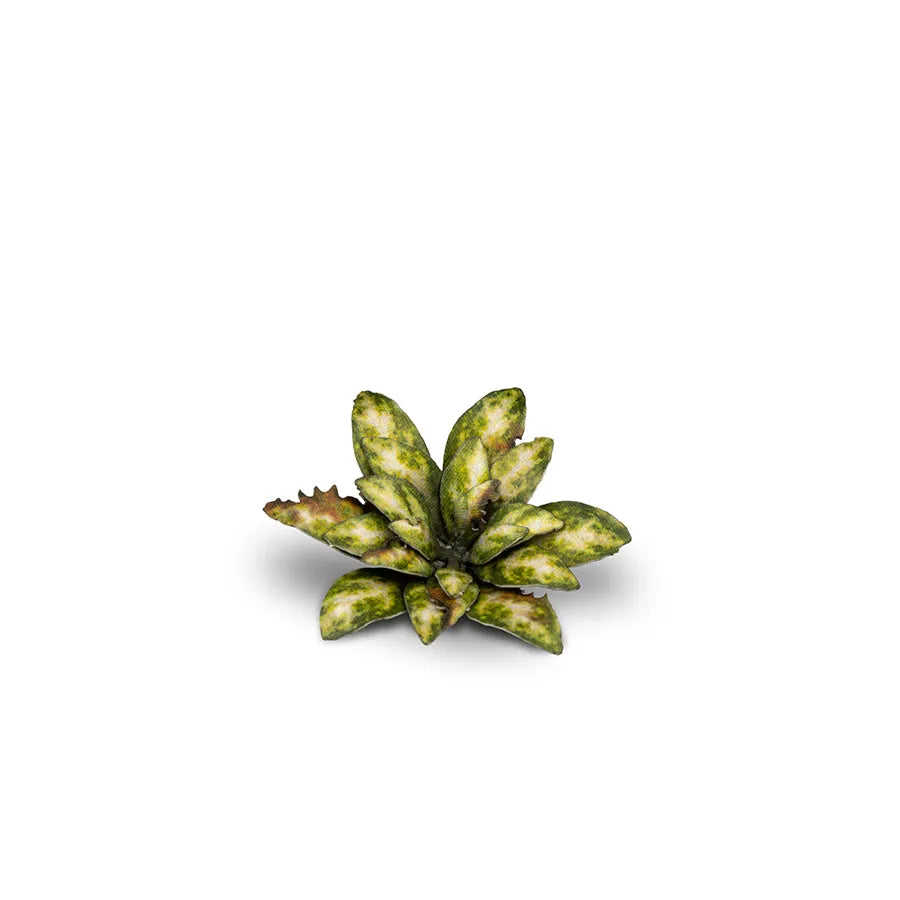 Dumb Cane | Laser Plants-Gamers Grass-Radaddel