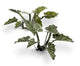 Lords-and-Ladies | Laser Plants-Gamers Grass-Radaddel
