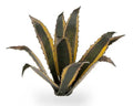 Agave | Laser Plants-Gamers Grass-Radaddel