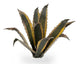 Agave | Laser Plants-Gamers Grass-Radaddel