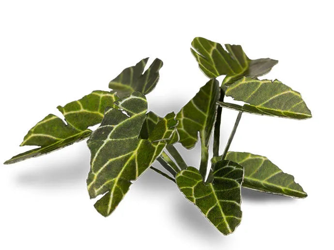 Elephant Ear | Laser Plants-Gamers Grass-Radaddel
