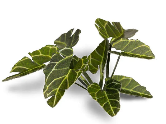 Elephant Ear | Laser Plants-Gamers Grass-Radaddel