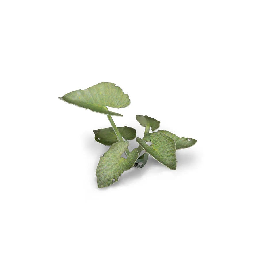 Elephant Ear | Laser Plants-Gamers Grass-Radaddel