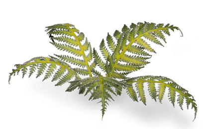 Bracken | Laser Plants-Gamers Grass-Radaddel