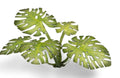 Monstera | Laser Plants-Gamers Grass-Radaddel
