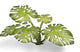 Monstera | Laser Plants-Gamers Grass-Radaddel