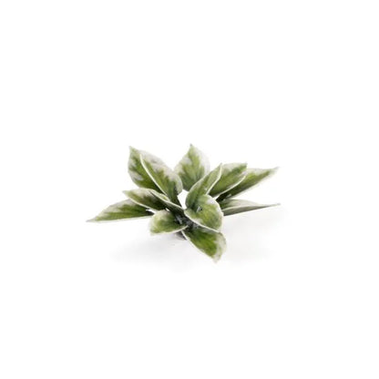 Plantain Lily | Laser Plants-Gamers Grass-Radaddel