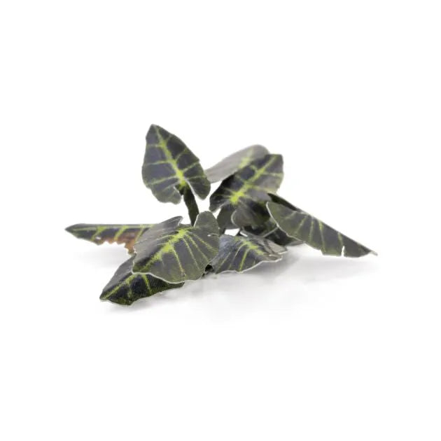 Black Magic Taro | Laser Plants-Gamers Grass-Radaddel