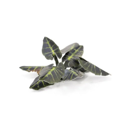 Black Magic Taro | Laser Plants-Gamers Grass-Radaddel