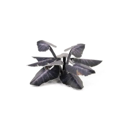 Black Magic Taro | Laser Plants-Gamers Grass-Radaddel