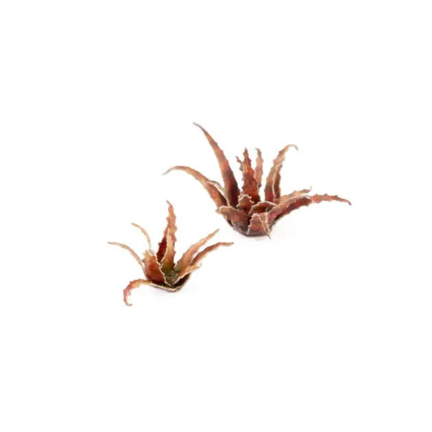 Red Aloe | Laser Plants-Gamers Grass-Radaddel