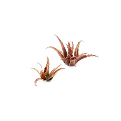 Red Aloe | Laser Plants-Gamers Grass-Radaddel