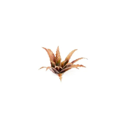 Red Aloe | Laser Plants-Gamers Grass-Radaddel