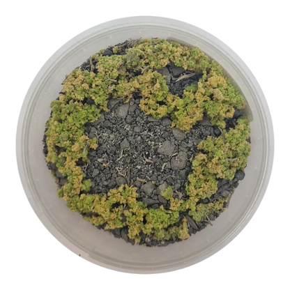 Basetopping: SIEGE GROUND (140ml) (battlefield series)-Base X Terrain & Scenery-Radaddel