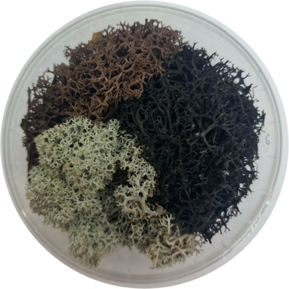 Basetopping: MOOS³ SET DESERT MOOS³ (desert series)-Base X Terrain & Scenery-Radaddel