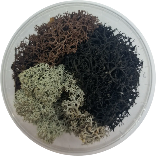 Basetopping: MOOS³ SET DESERT MOOS³ (desert series)-Base X Terrain & Scenery-Radaddel