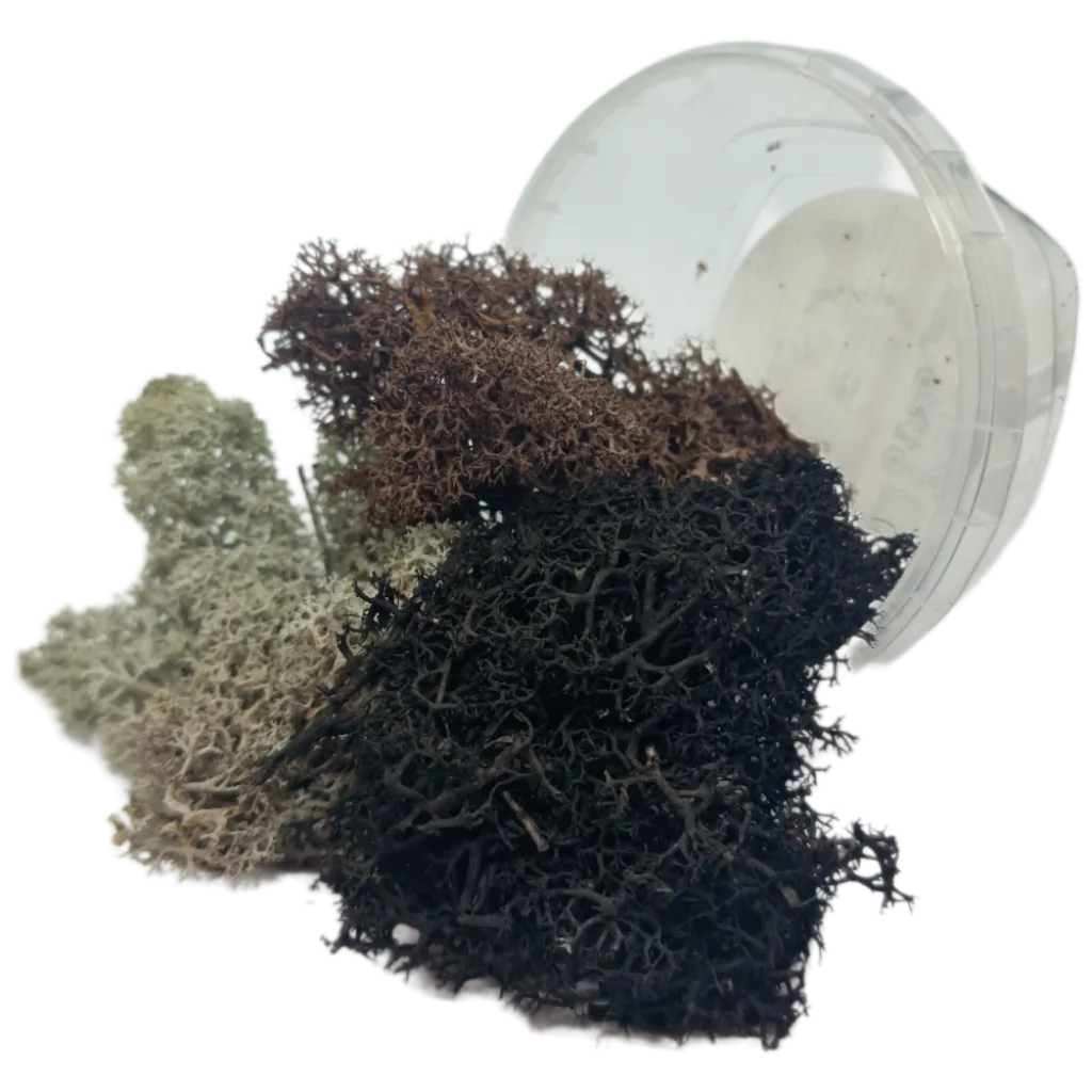 Basetopping: MOOS³ SET DESERT MOOS³ (desert series)-Base X Terrain & Scenery-Radaddel
