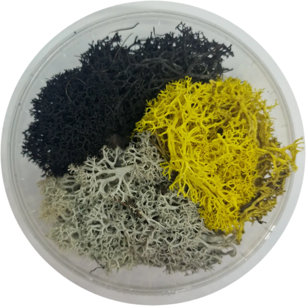 Basetopping: MOOS³ SET SIEGEKRAUT-Base X Terrain & Scenery-Radaddel