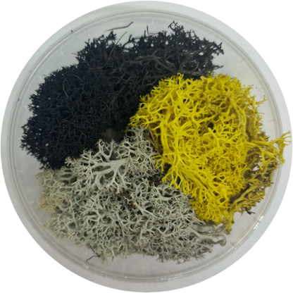 Basetopping: MOOS³ SET SIEGEKRAUT-Base X Terrain & Scenery-Radaddel