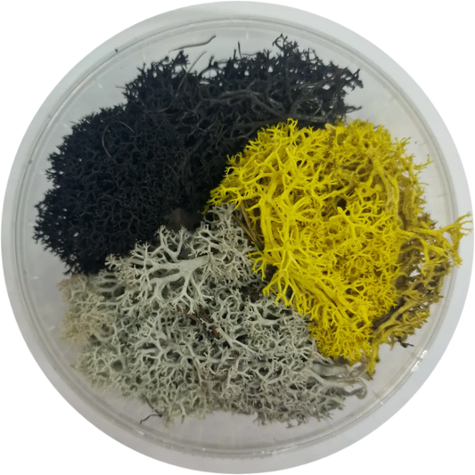 Basetopping: MOOS³ SET SIEGEKRAUT-Base X Terrain & Scenery-Radaddel